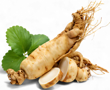 GINSENG EXTRAKT